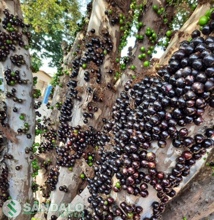Fazenda à venda em Centro, Santa Fé — Portal Chave Fácil