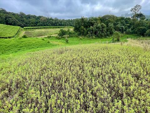 Terreno para venda no Poco Negro em Colombo com 6.191,37m² por R$ 150.000,00