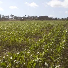 Terreno para venda no Chapada em Ponta Grossa com 10.000m² por R$ 990.000,00