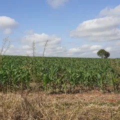 Terreno para venda no Chapada em Ponta Grossa com 10.000m² por R$ 990.000,00