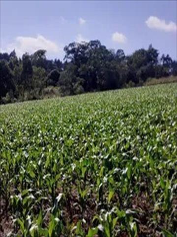 Terreno para venda no Chapada em Ponta Grossa com 10.000m² por R$ 990.000,00