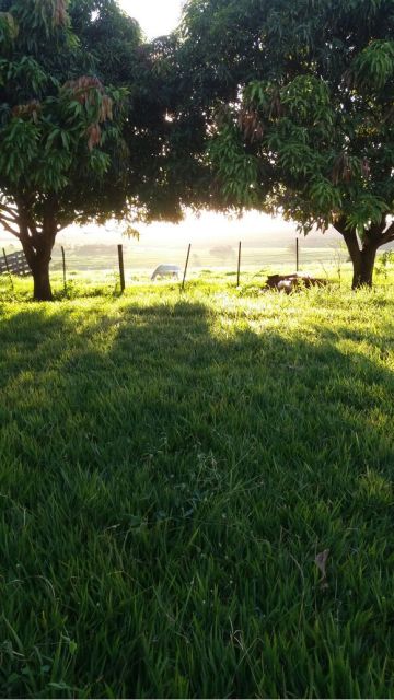 Sítio Rural para venda no bairro Estrada Santa Fé de Iguaraçu - Foto 10