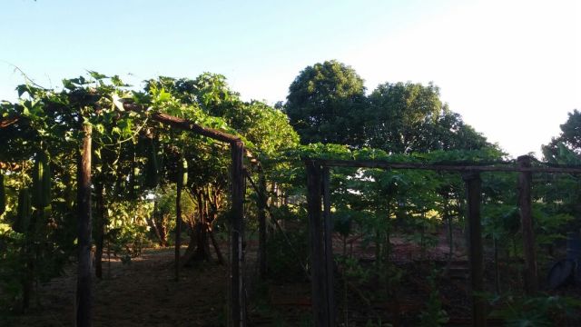 Sítio Rural para venda no bairro Estrada Santa Fé de Iguaraçu - Foto 13