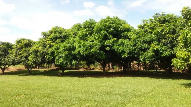 Sítio Rural para venda no bairro Estrada Santa Fé de Iguaraçu - Foto 14
