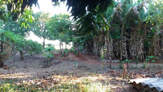 Sítio Rural para venda no bairro Estrada Santa Fé de Iguaraçu - Foto 15