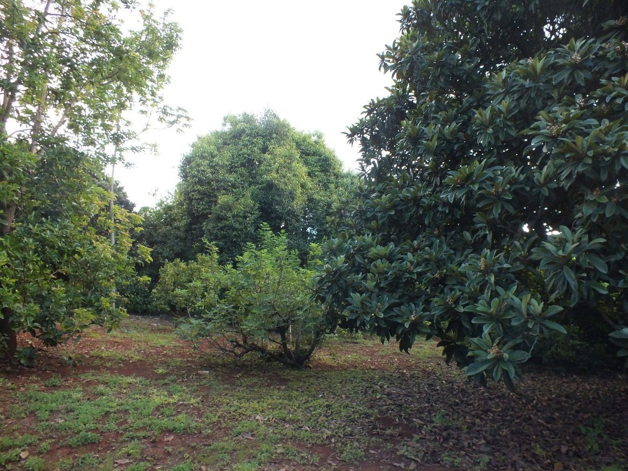 Chácara para venda no bairro Parque Industrial 200 de Maringá - Foto 8