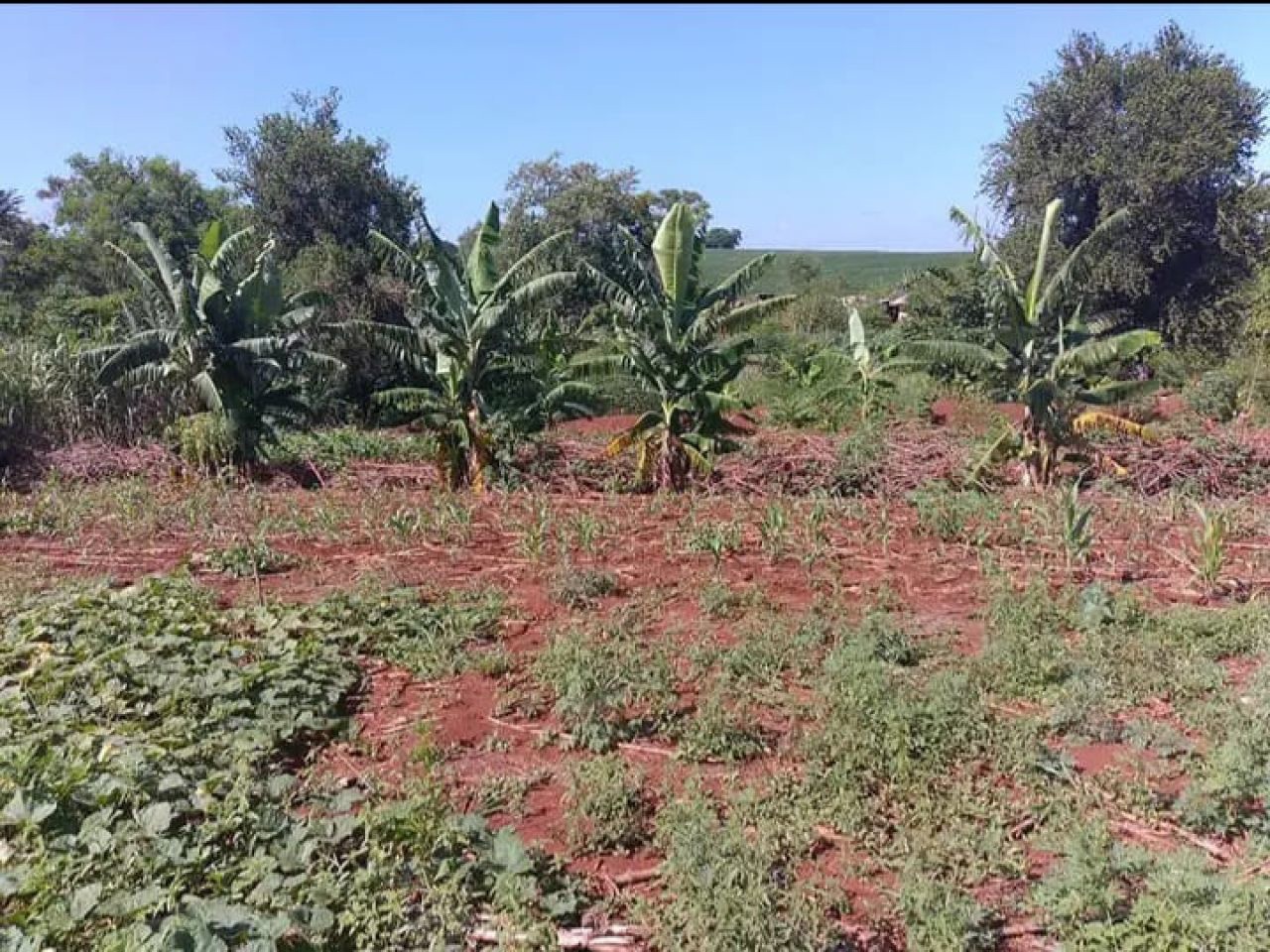 Chácara para venda no bairro Casa do Lago de Paiçandu - Foto 10