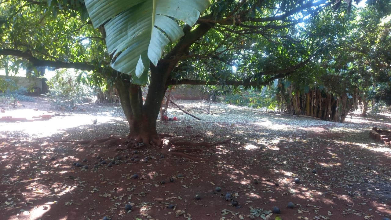 Chácara para venda no bairro Km 130 de Maringá - Foto 18