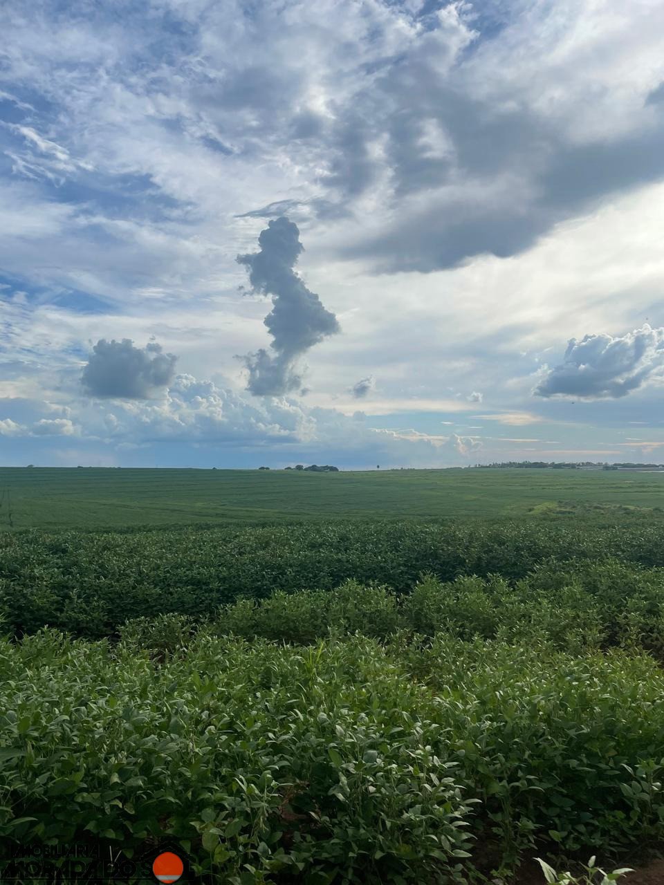 Sítio Rural para venda no Área Rural em Presidente Castelo Branco com 18,75m² por R$ 1.700.000,00