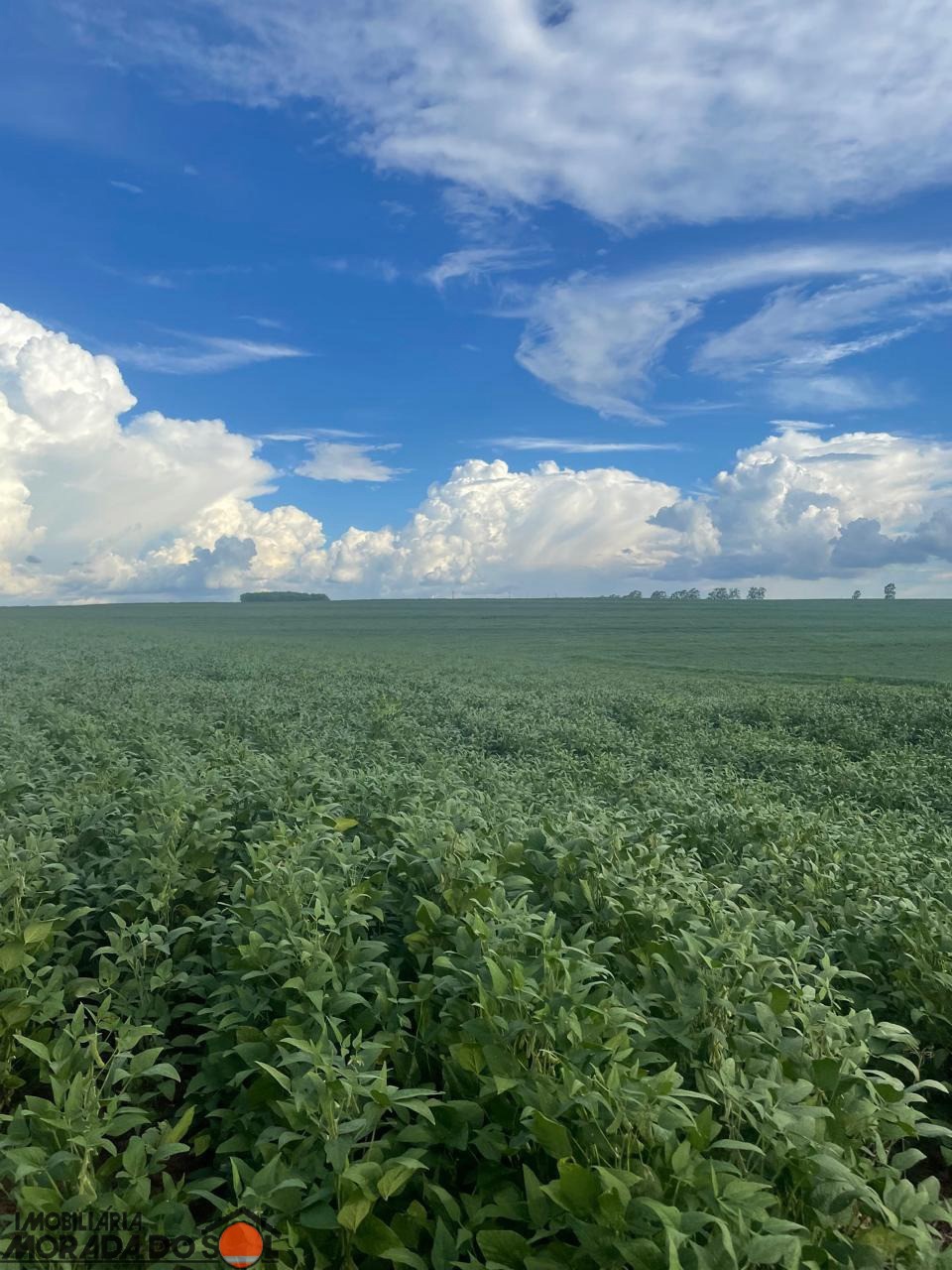 Sítio Rural para venda no Área Rural em Presidente Castelo Branco com 18,75m² por R$ 1.700.000,00
