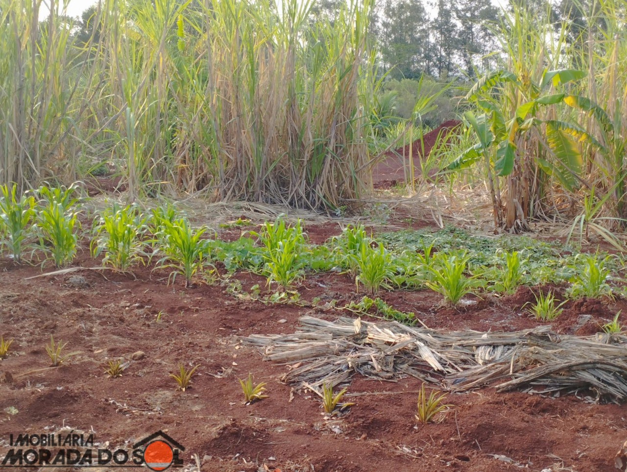 Chácara para venda no bairro Parque Industrial 200 de Maringá - Foto 12