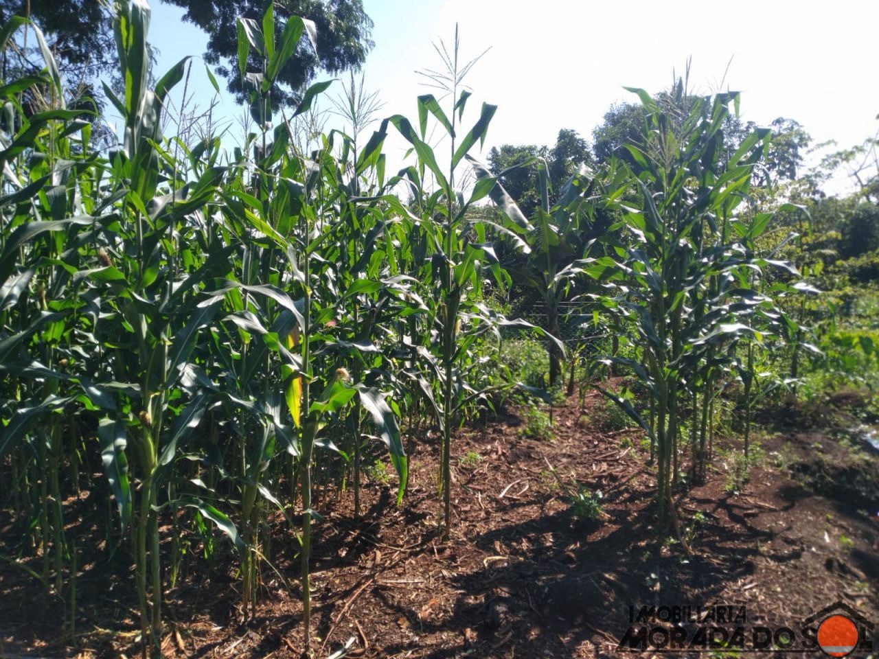 Terreno para venda no bairro Zona Rural de Doutor Camargo - Foto 22