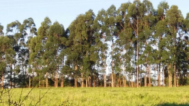 Sítio Rural para venda no Estrada Santa Fé em Iguaraçu com 10m² por R$ 3.500.000,00