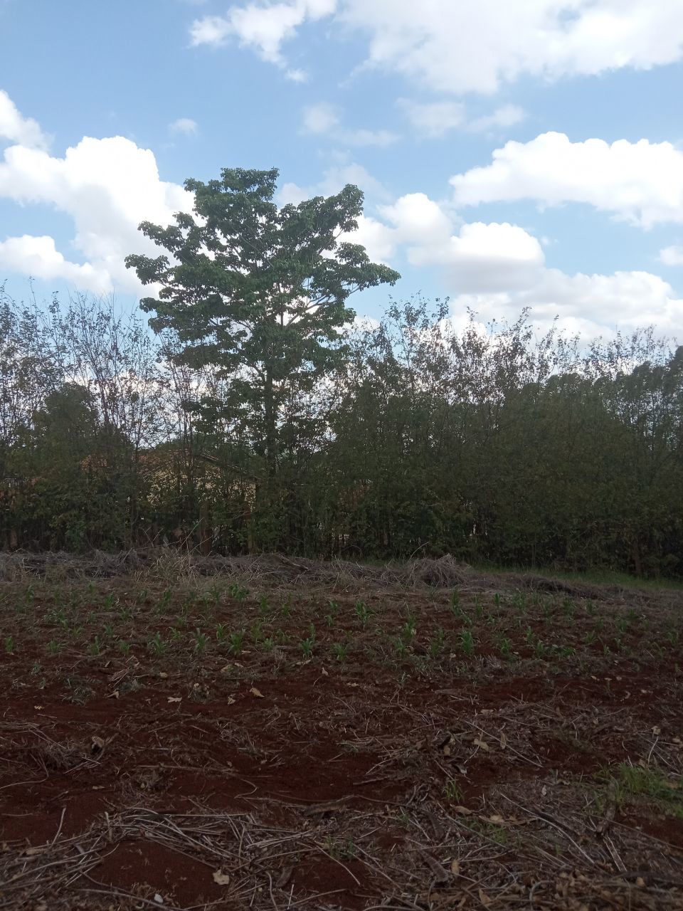 Chácara para venda no bairro Conjunto Residencial Santa Terezinh de Maringá - Foto 4