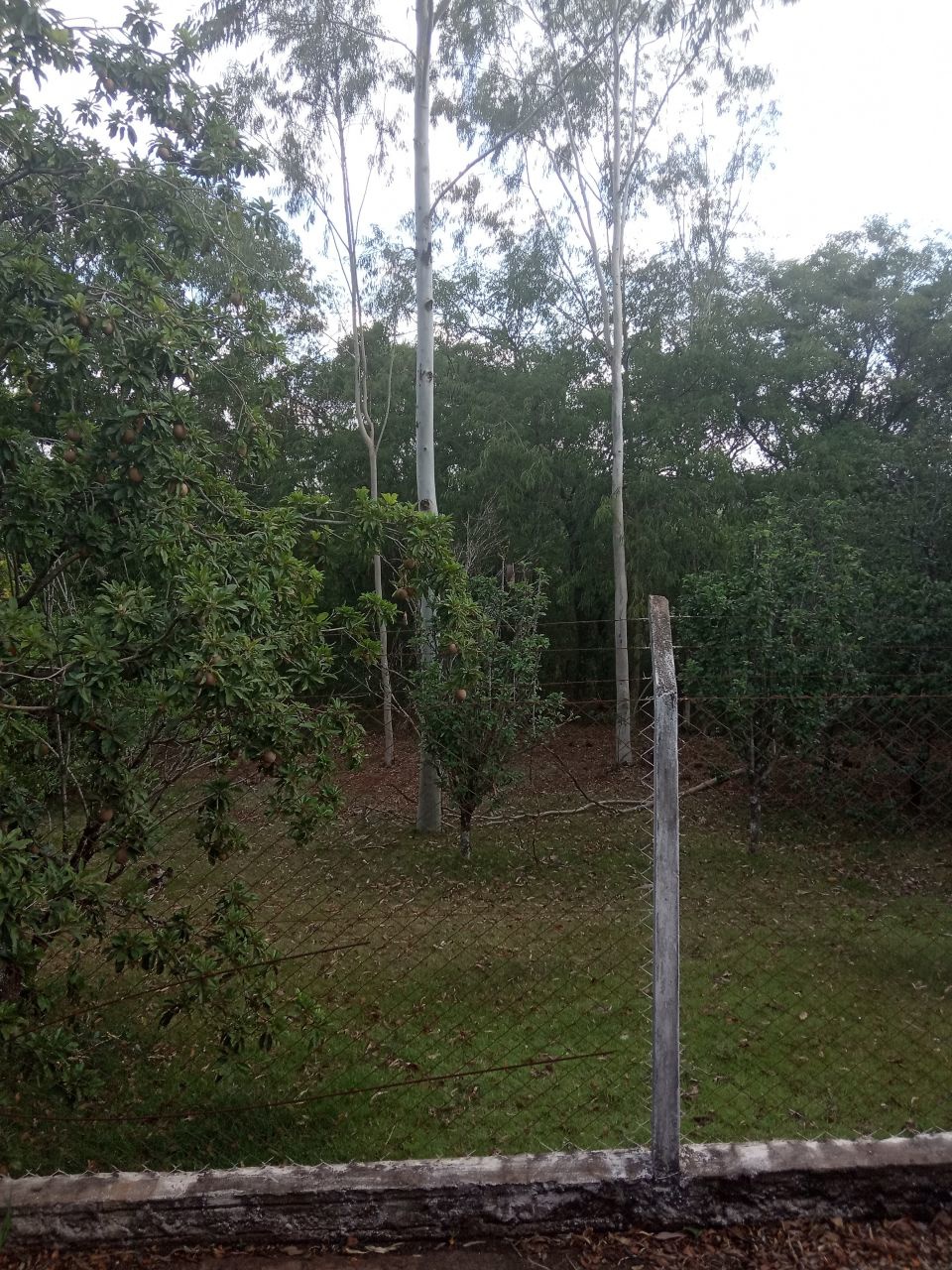 Chácara para venda no bairro Conjunto Residencial Santa Terezinh de Maringá - Foto 13