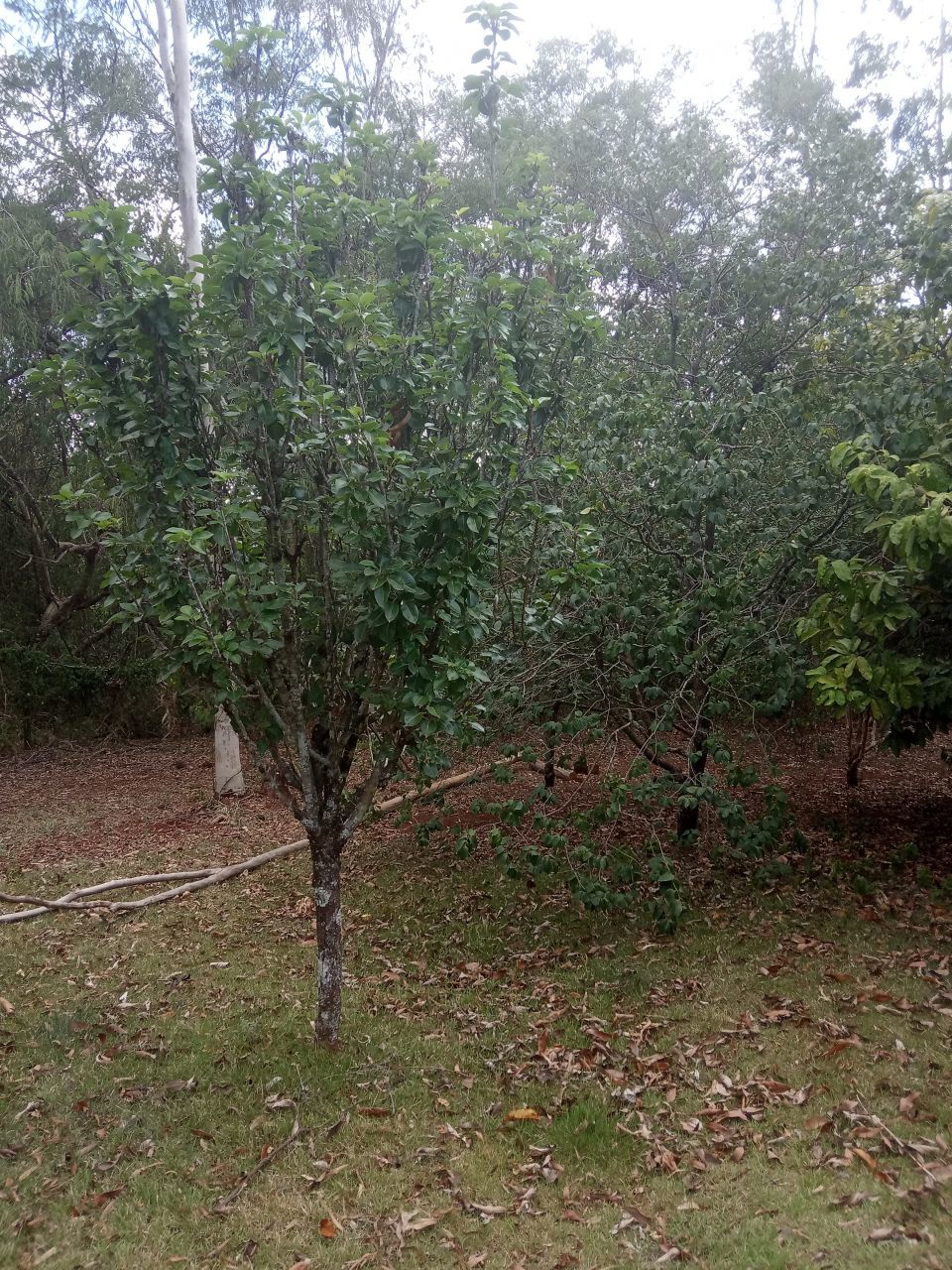 Chácara para venda no bairro Conjunto Residencial Santa Terezinh de Maringá - Foto 20