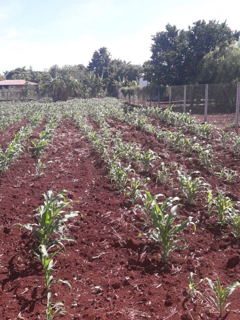 Chácara para venda no bairro Estância Favoreto de Sertanópolis - Foto 10