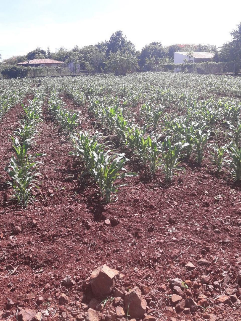 Chácara para venda no bairro Estância Favoreto de Sertanópolis - Foto 11