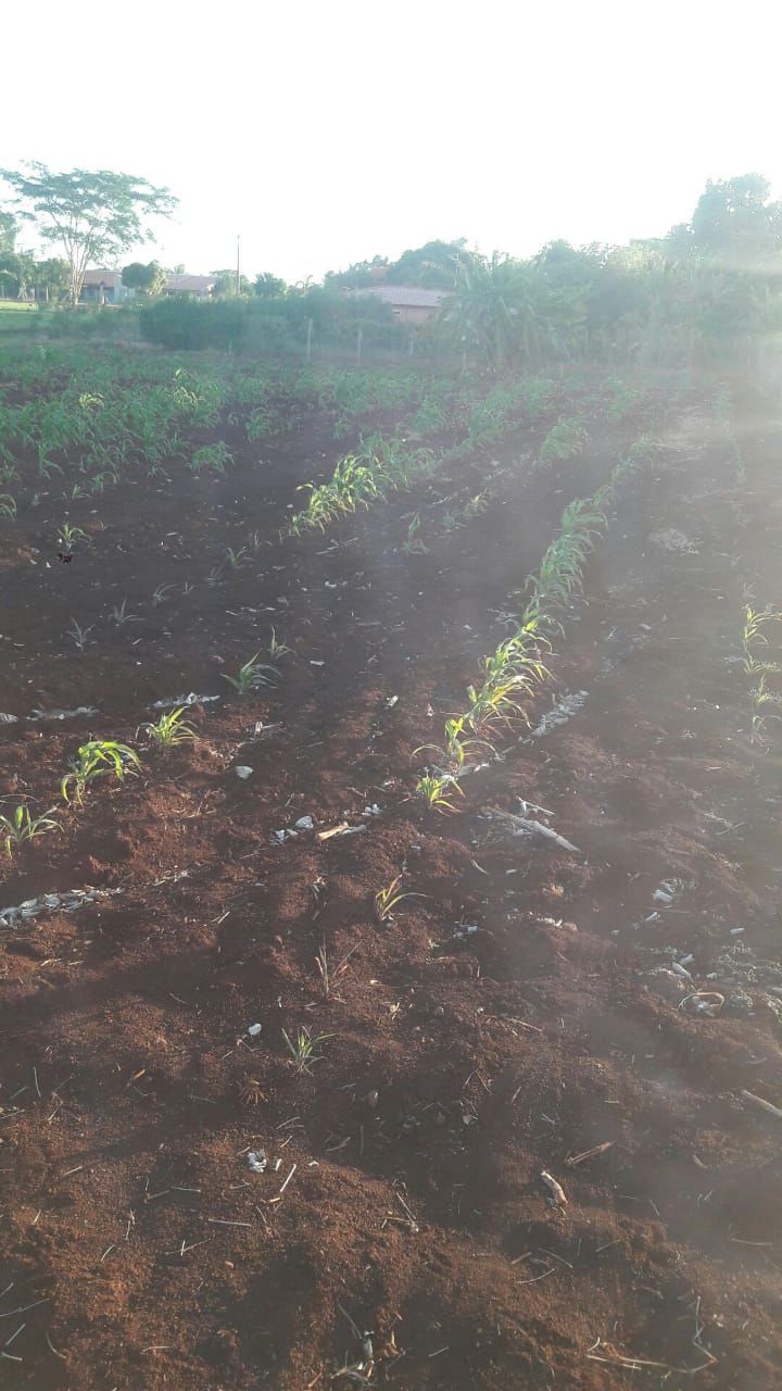 Chácara para venda no bairro Estância Favoreto de Sertanópolis - Foto 13