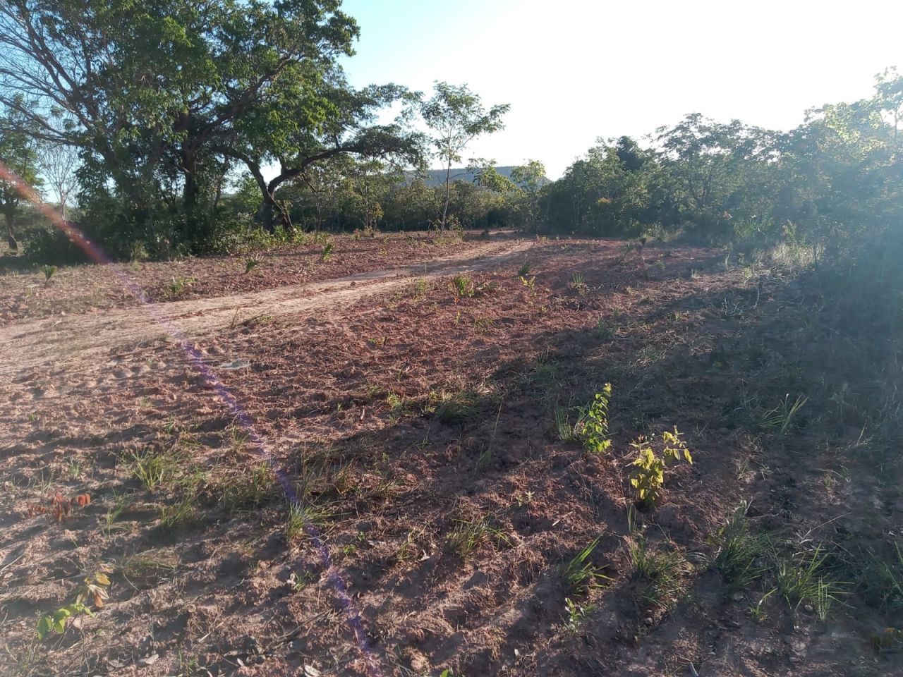 Fazenda para venda no bairro Altos da Chapada de Santa Filomena - Foto 5