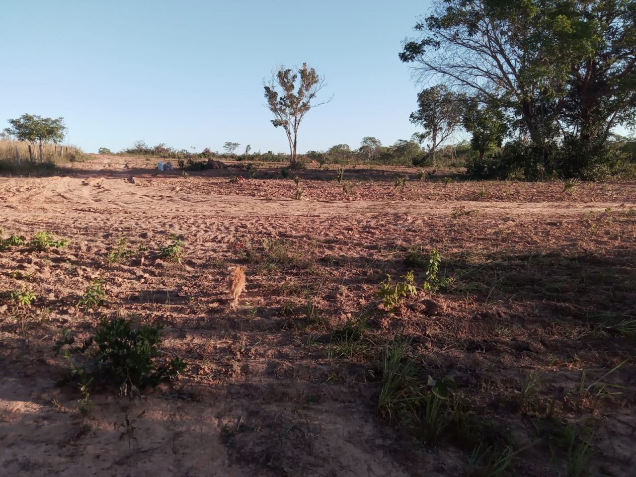 Fazenda para venda no bairro Altos da Chapada de Santa Filomena - Foto 6