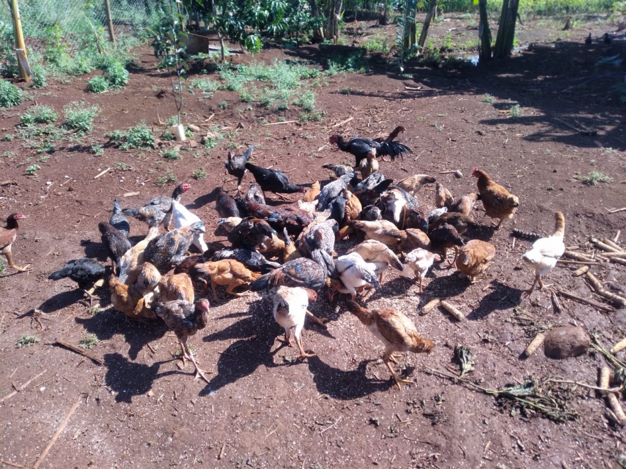 Chácara para venda no bairro Novo Parque Alvorada de Doutor Camargo - Foto 9