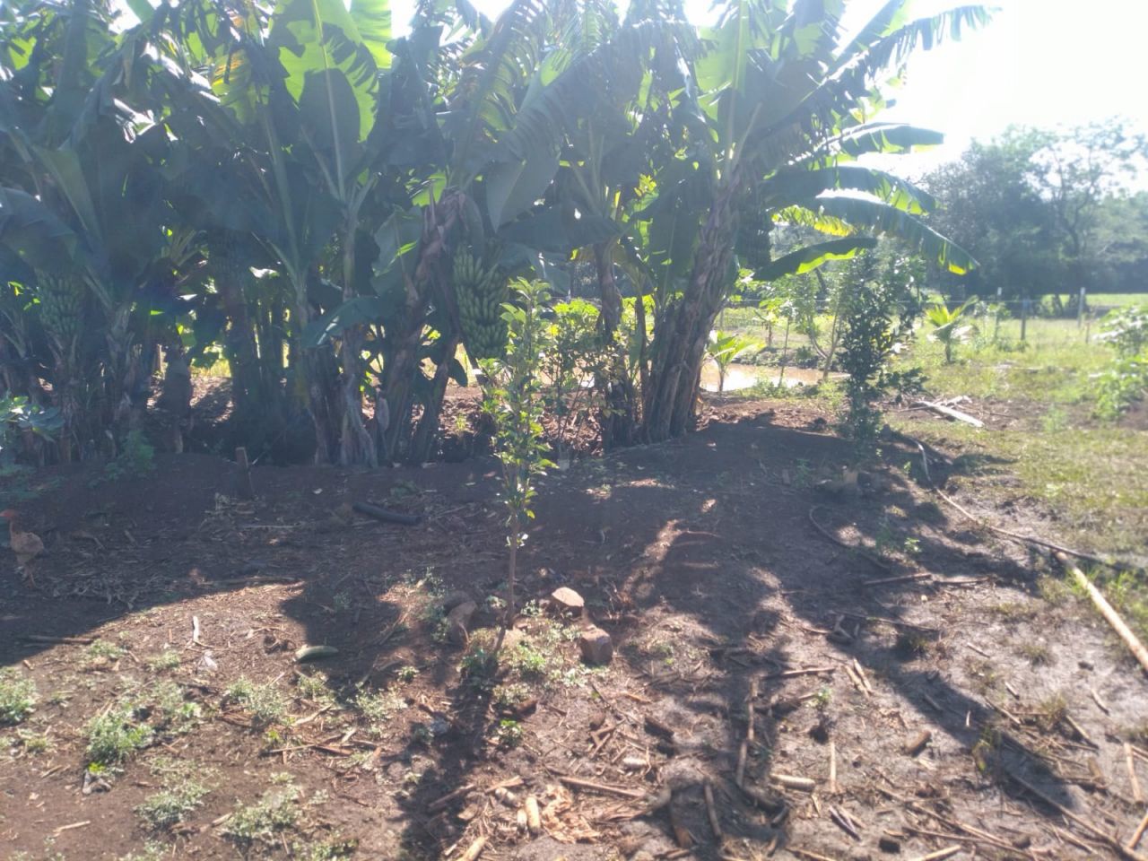 Chácara para venda no bairro Novo Parque Alvorada de Doutor Camargo - Foto 10