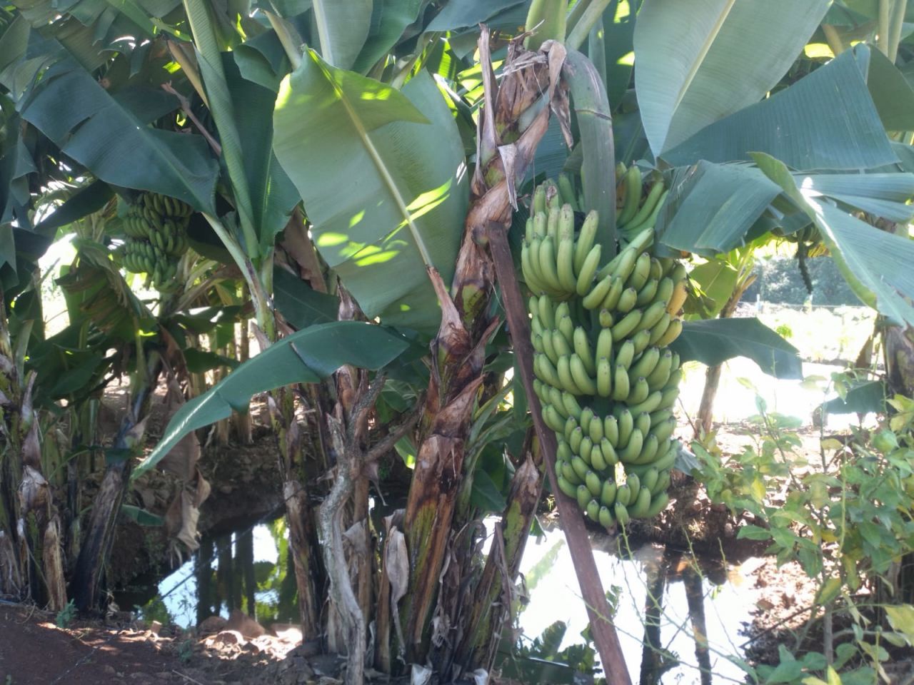 Chácara para venda no bairro Novo Parque Alvorada de Doutor Camargo - Foto 11