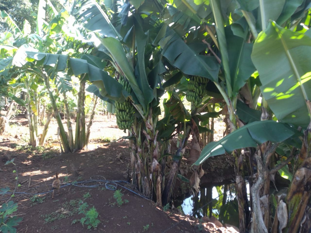 Chácara para venda no bairro Novo Parque Alvorada de Doutor Camargo - Foto 12