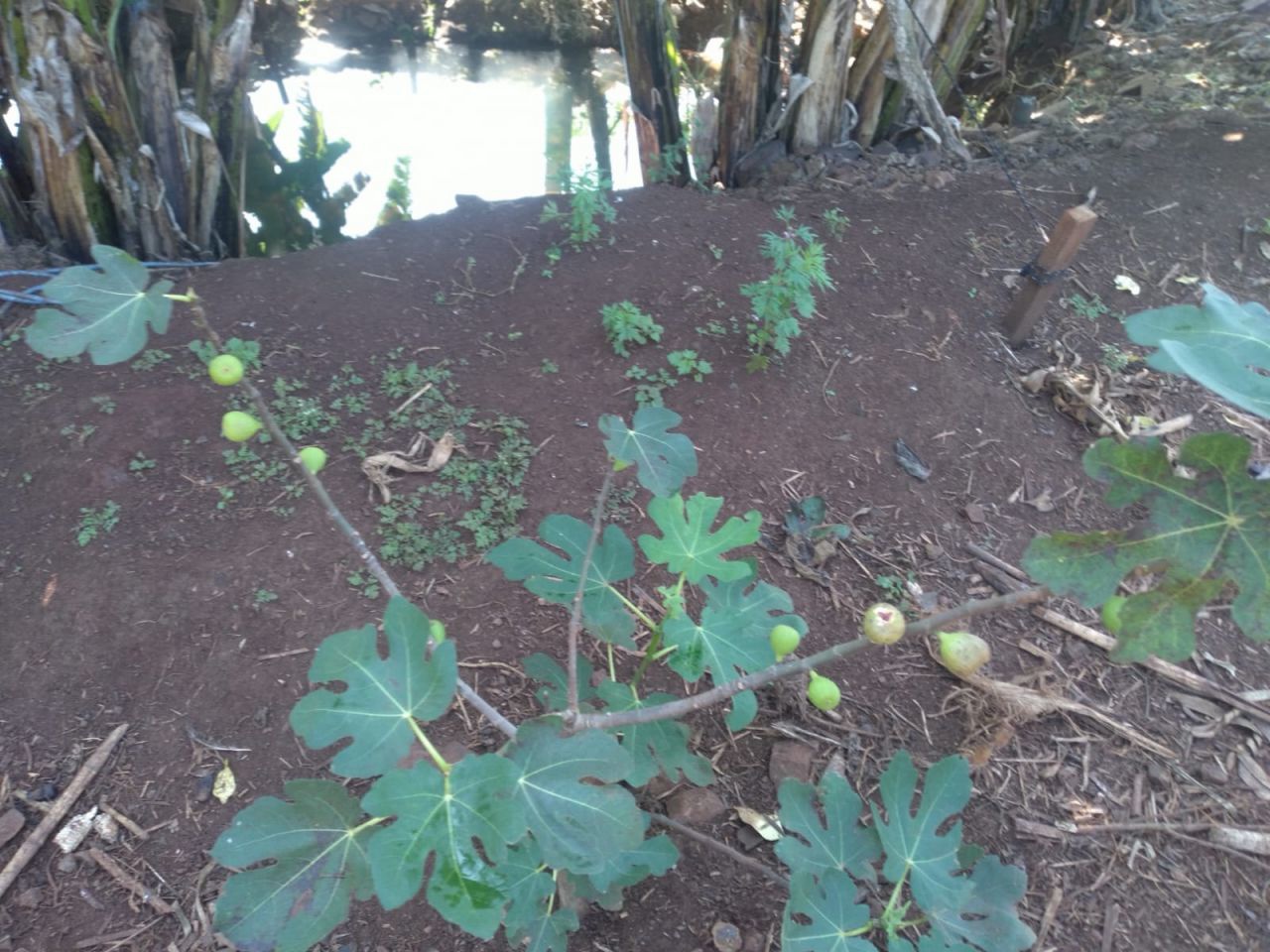 Chácara para venda no bairro Novo Parque Alvorada de Doutor Camargo - Foto 14
