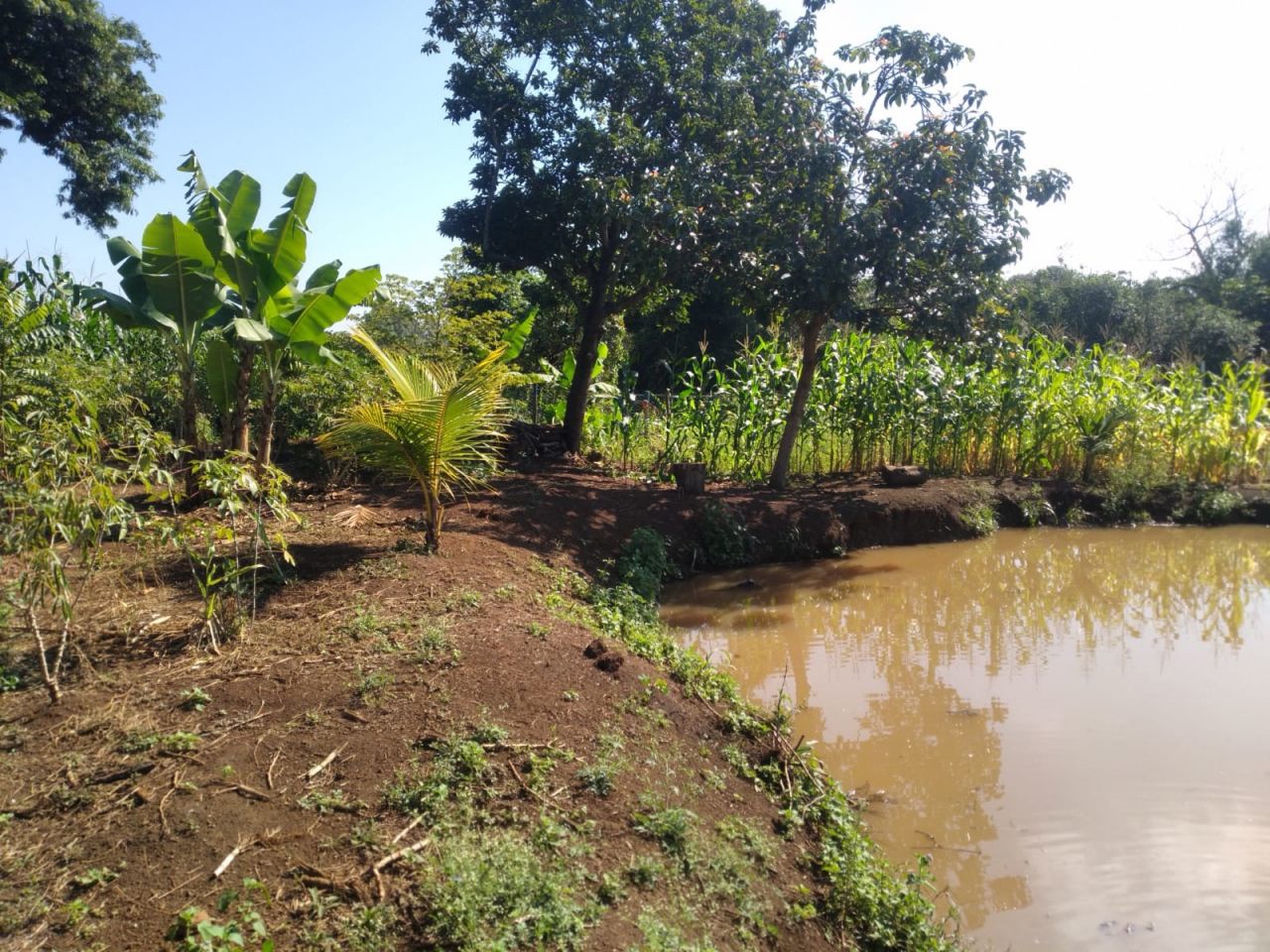 Chácara para venda no bairro Novo Parque Alvorada de Doutor Camargo - Foto 21