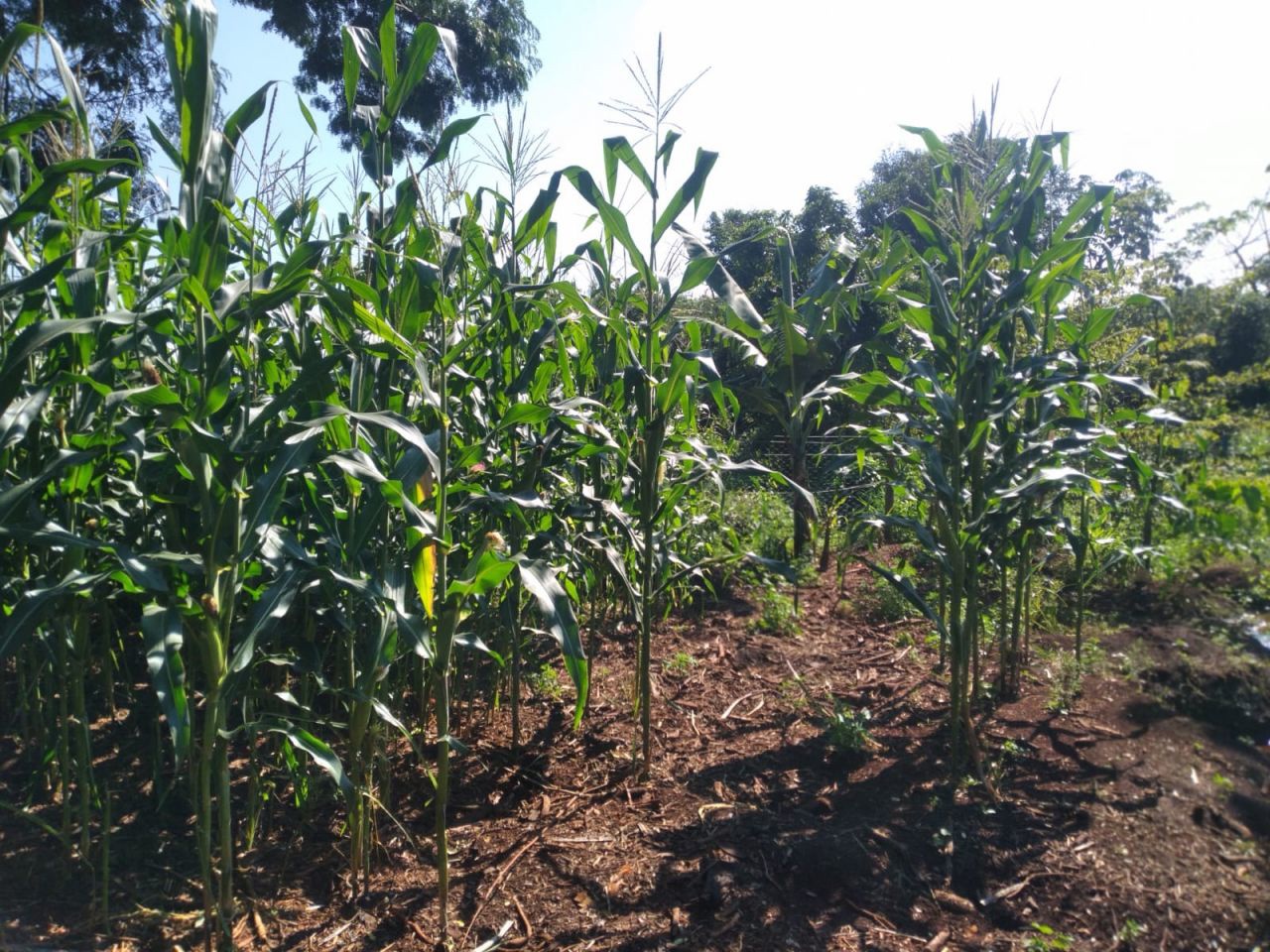 Chácara para venda no bairro Novo Parque Alvorada de Doutor Camargo - Foto 22