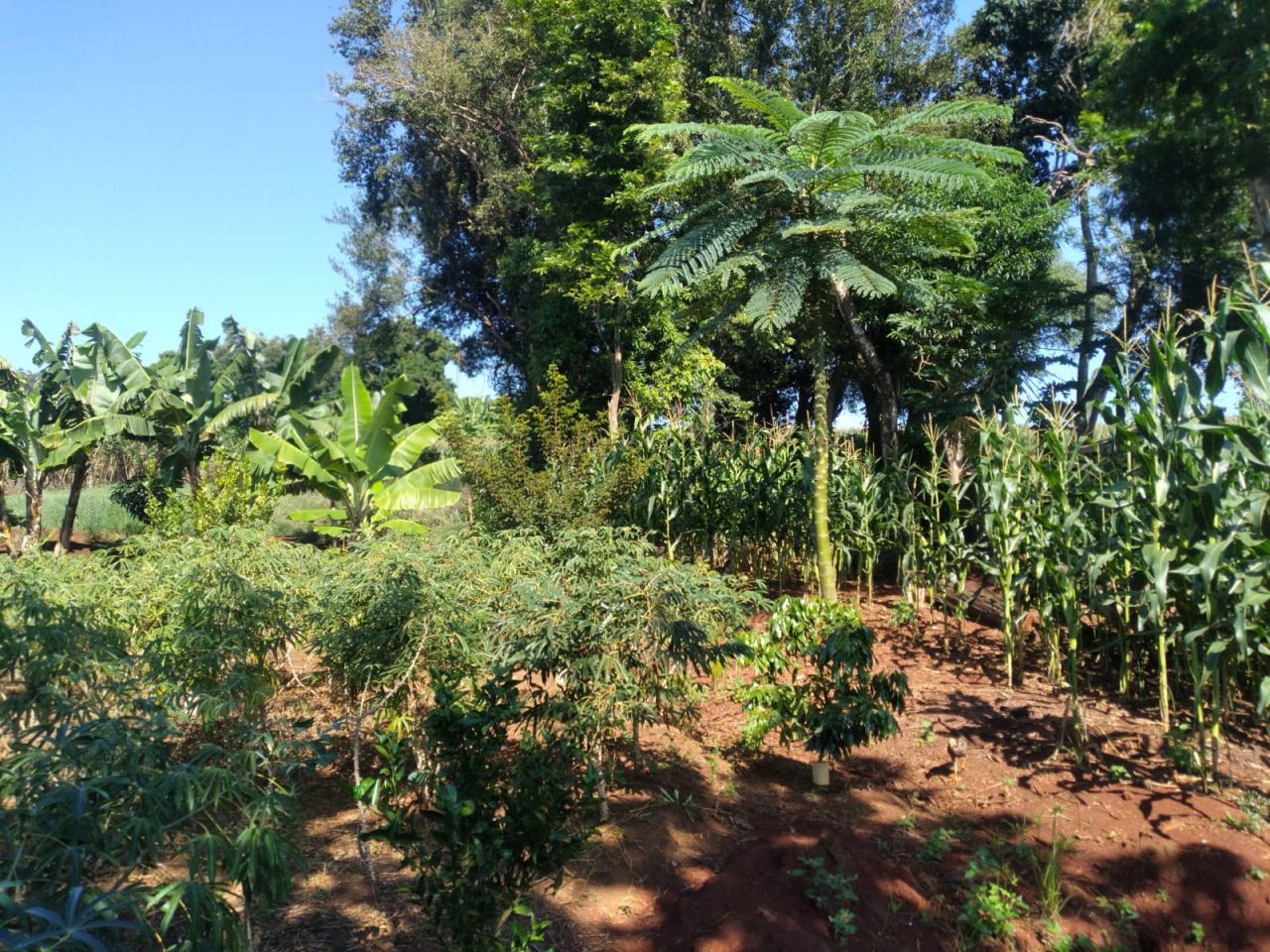 Chácara para venda no bairro Novo Parque Alvorada de Doutor Camargo - Foto 26