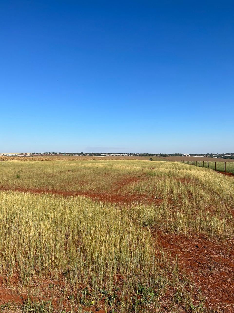 Sítio Rural para venda no bairro Área Rural de Paiçandu - Foto 4