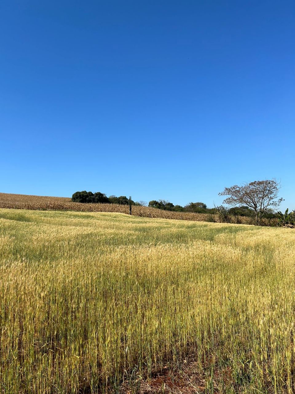 Sítio Rural para venda no bairro Área Rural de Paiçandu - Foto 5