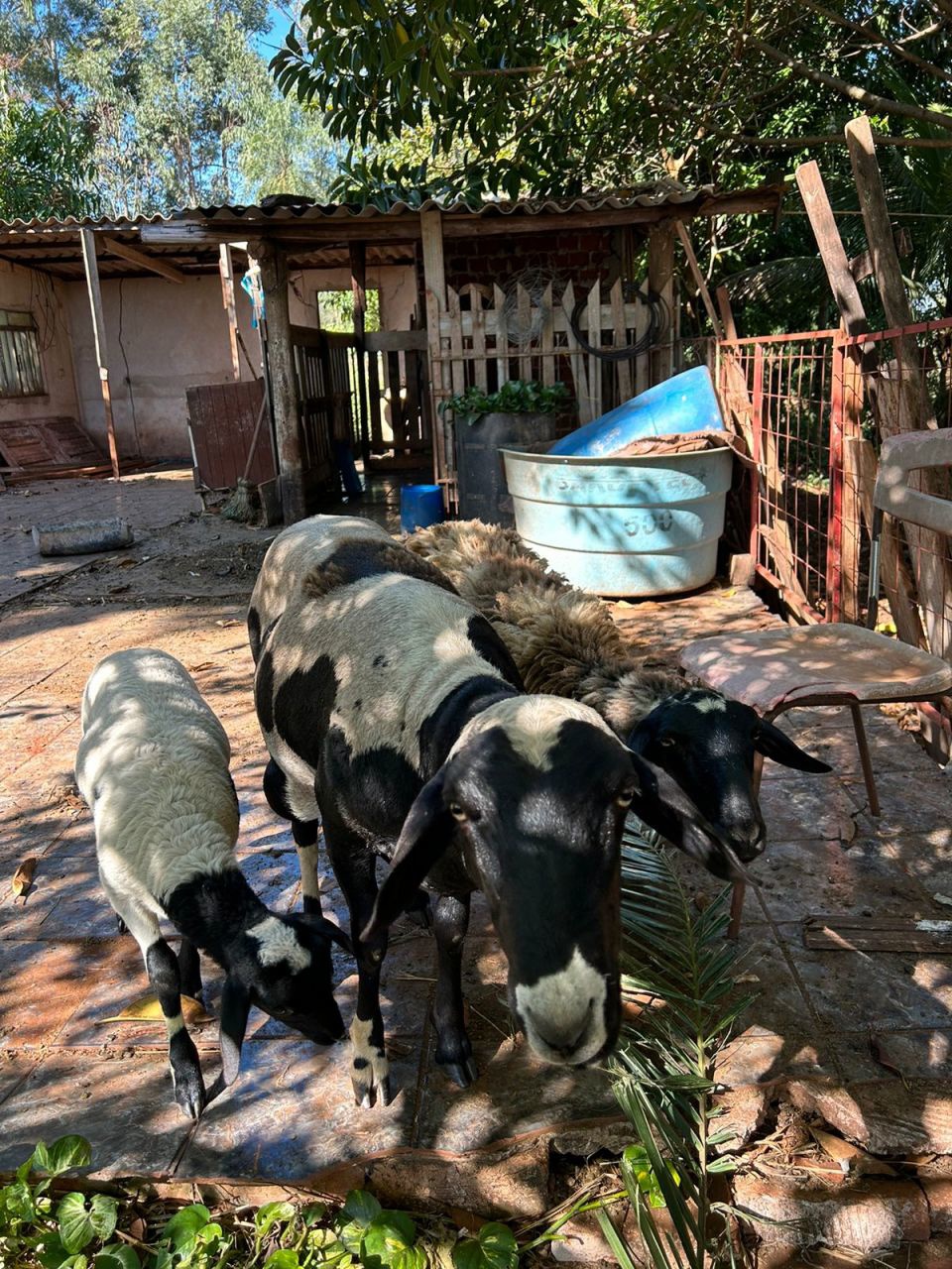 Sítio Rural para venda no bairro Área Rural de Paiçandu - Foto 8
