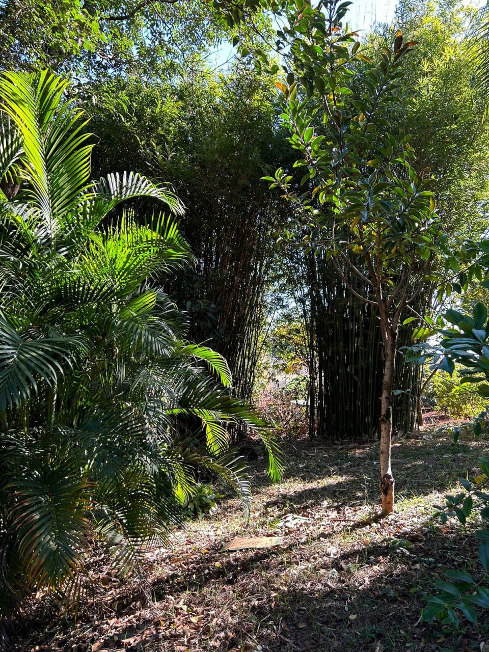 Sítio Rural para venda no bairro Área Rural de Paiçandu - Foto 11