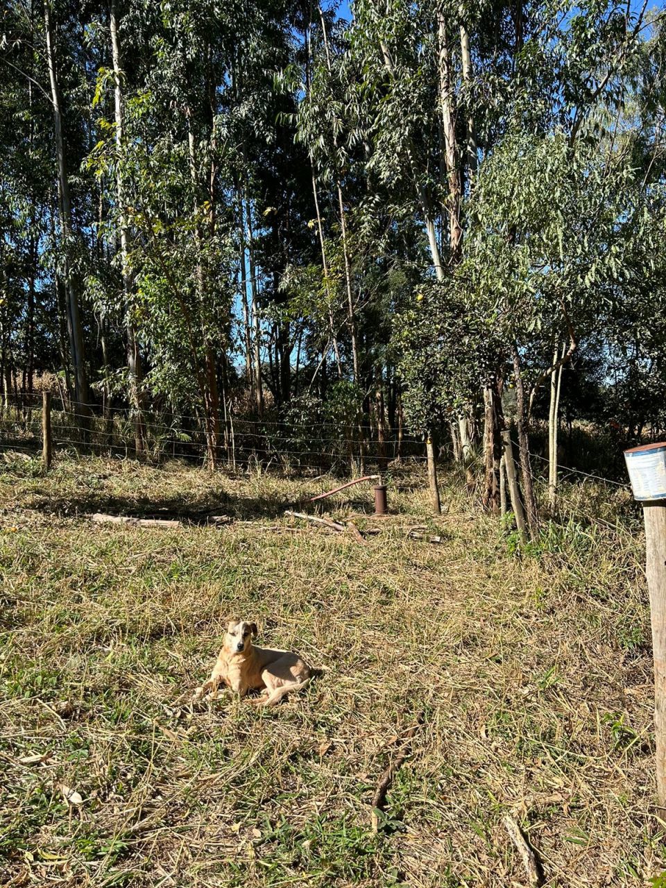 Sítio Rural para venda no bairro Área Rural de Paiçandu - Foto 12