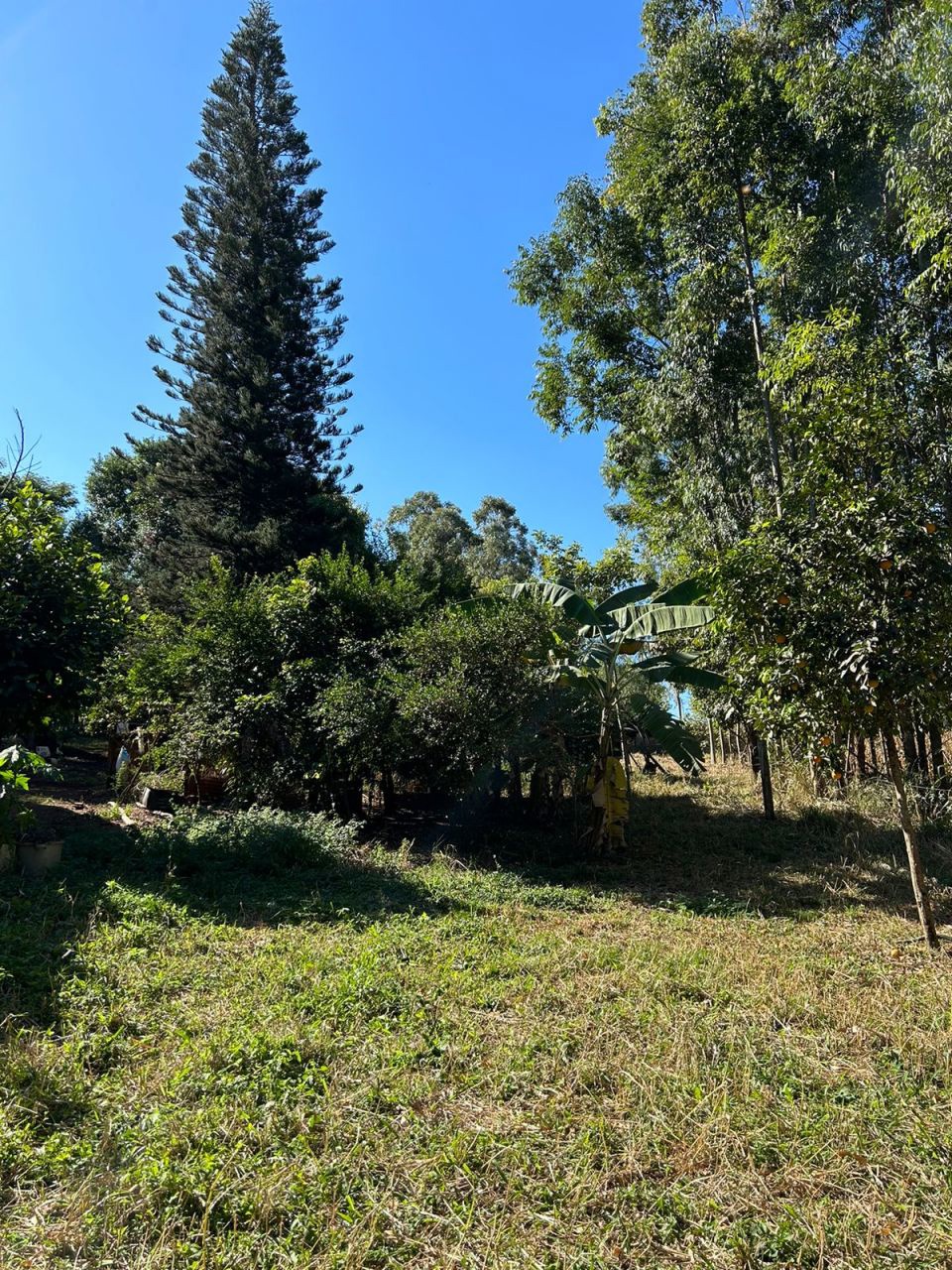 Sítio Rural para venda no bairro Área Rural de Paiçandu - Foto 13
