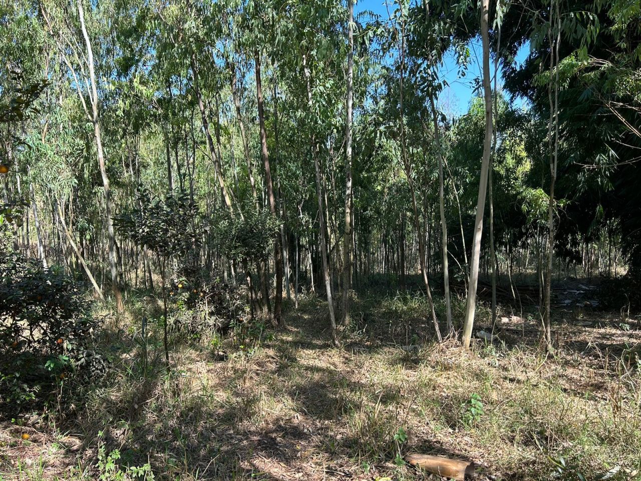 Sítio Rural para venda no bairro Área Rural de Paiçandu - Foto 14