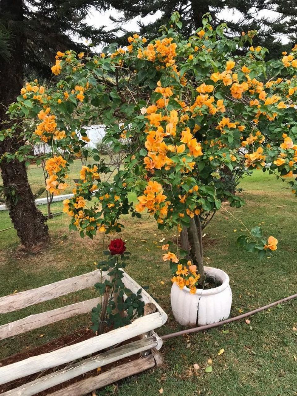 Casa de Condomínio para venda no bairro Gleba Ribeirão Sarandi de Maringá - Foto 18