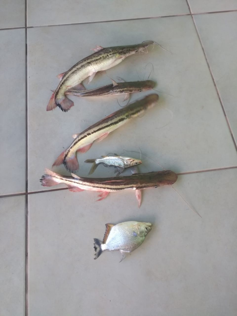 Casa de Condomínio para venda no bairro Não Informado de Ivailândia - Foto 28