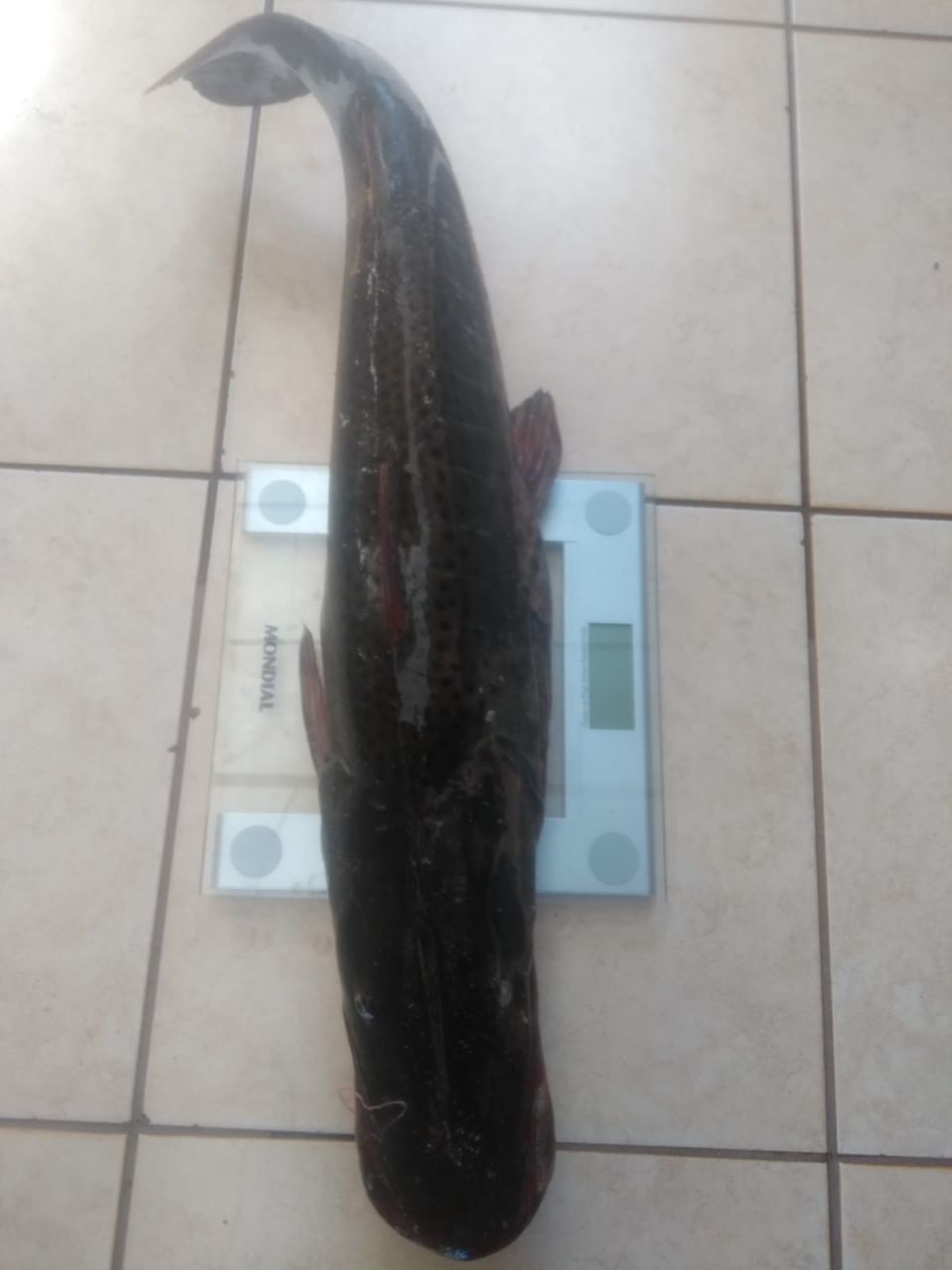 Casa de Condomínio para venda no bairro Não Informado de Ivailândia - Foto 29