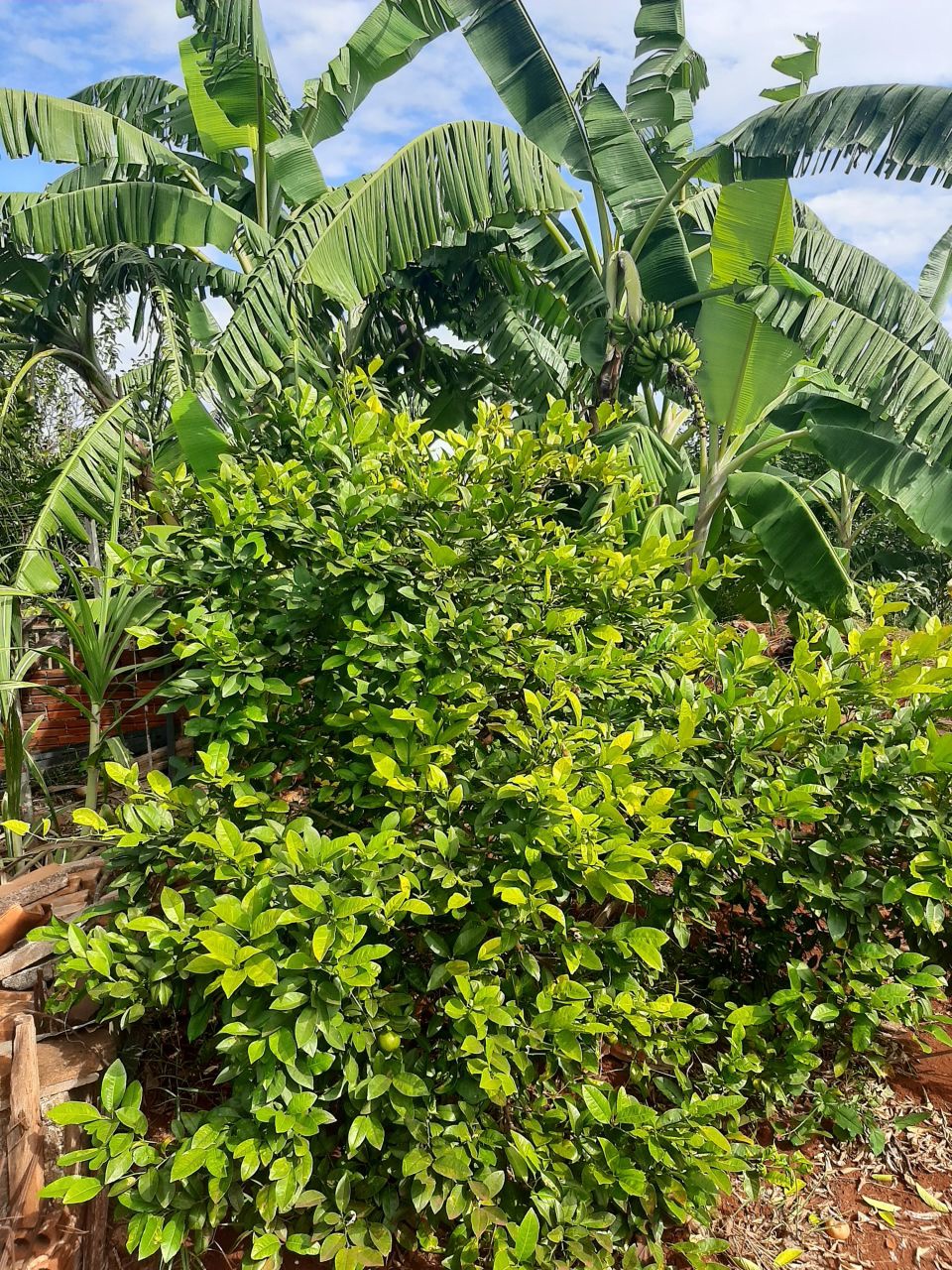 Terreno para venda no bairro Recanto Kakogawa de Maringá - Foto 5