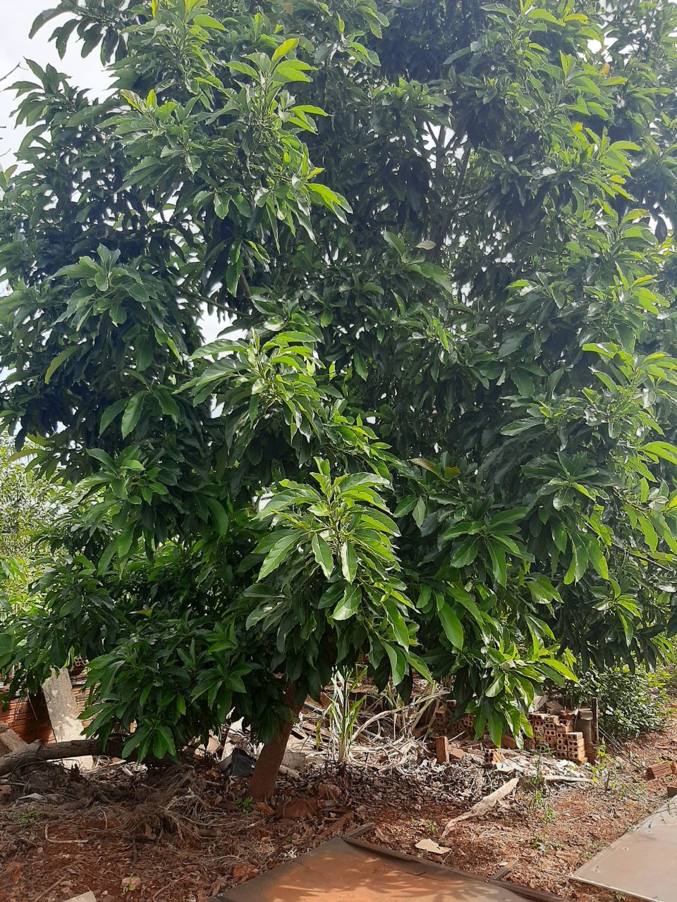 Terreno para venda no bairro Recanto Kakogawa de Maringá - Foto 6