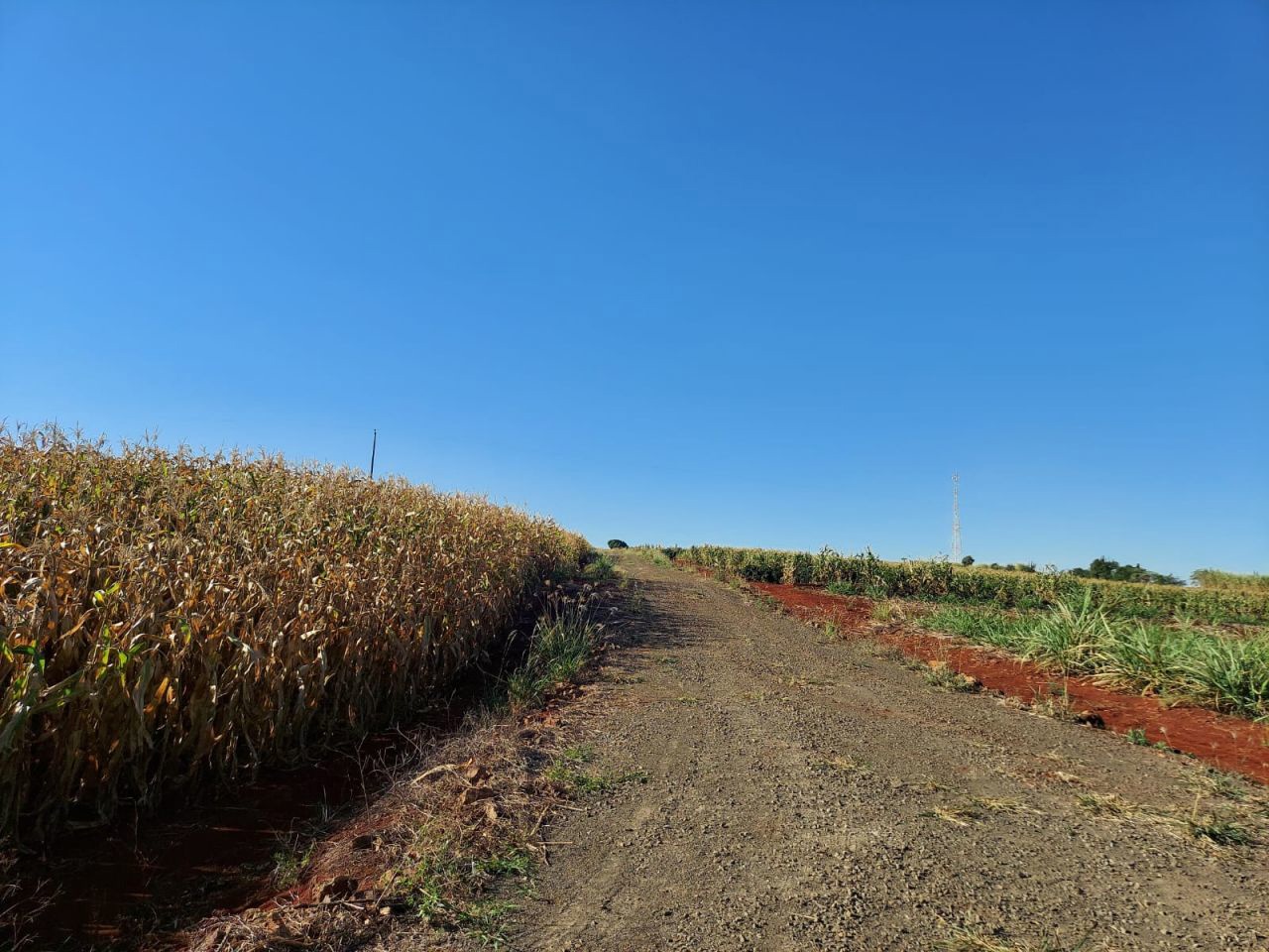 Terreno para venda no bairro Br466 de Marialva - Foto 9