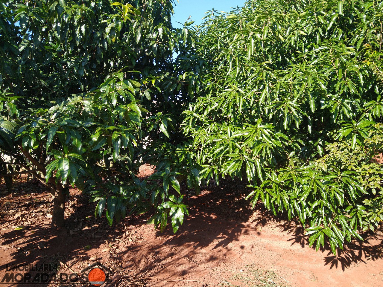Terreno para venda no bairro Vila Guardiana de Mandaguaçu - Foto 21