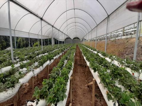 Chácara para venda no Campestre da Faxina em Sao Jose dos Pinhais com 16.707,84m² por R$ 1.500.000,00
