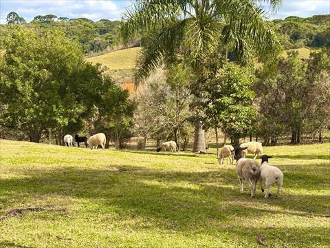 Sítio Rural para venda no Vila Rosa em Piraquara com 439.485m² por R$ 8.500.000,00