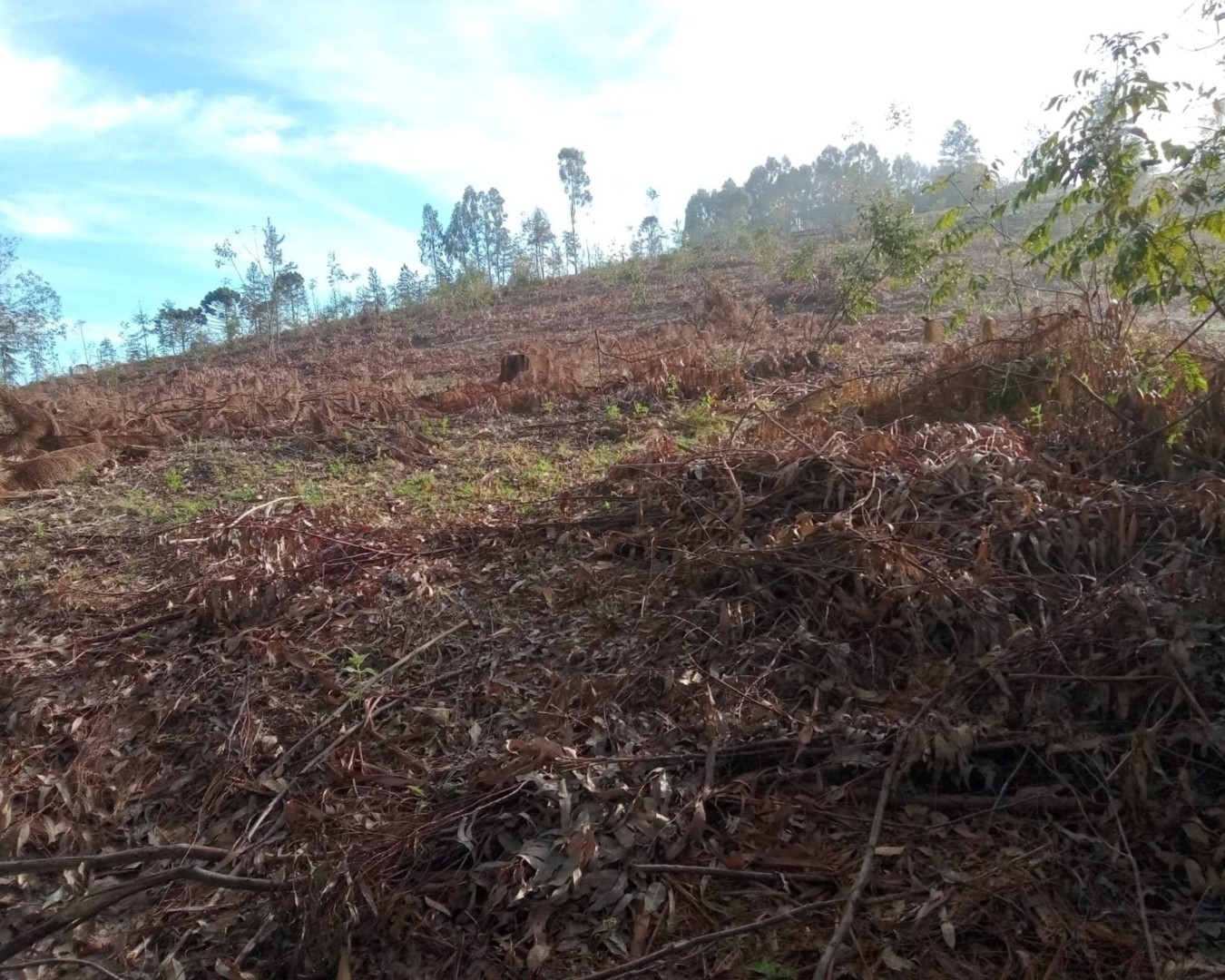 Fazenda à venda em Curitiba — Portal Chave Fácil